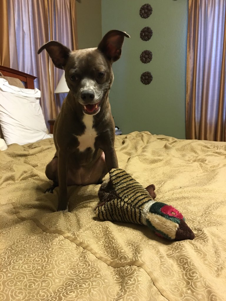 tayhelly's tweet image. Cheesin' hard because she got a new toy😆