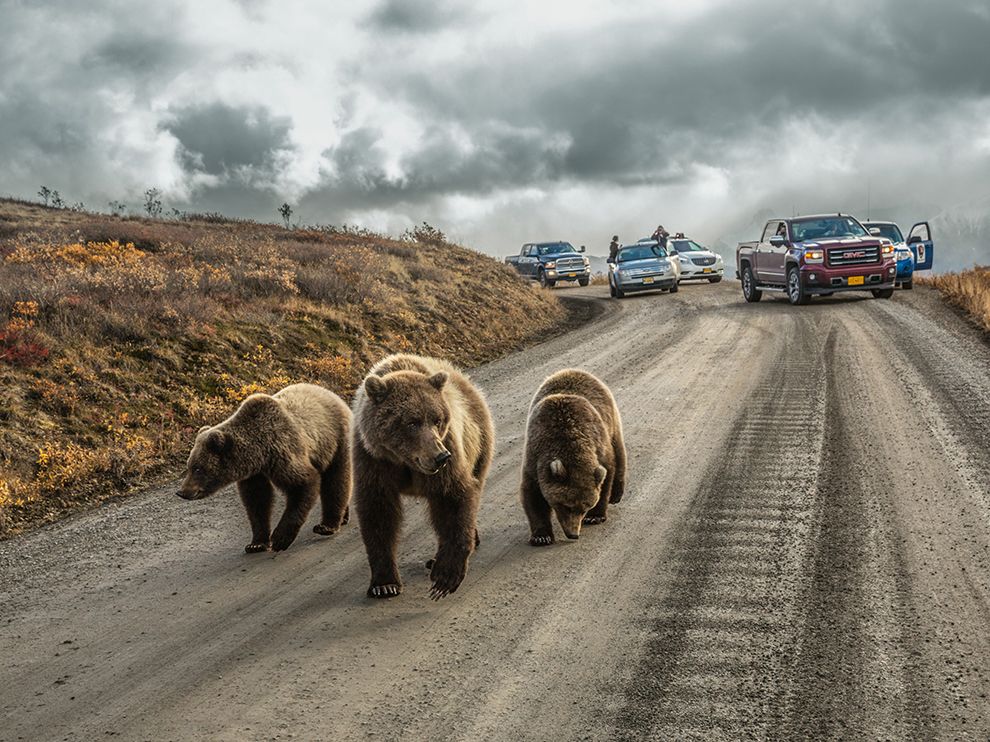 #Denali National Park experiences different kinds of #Traffic jams.
buff.ly/1QlobnX