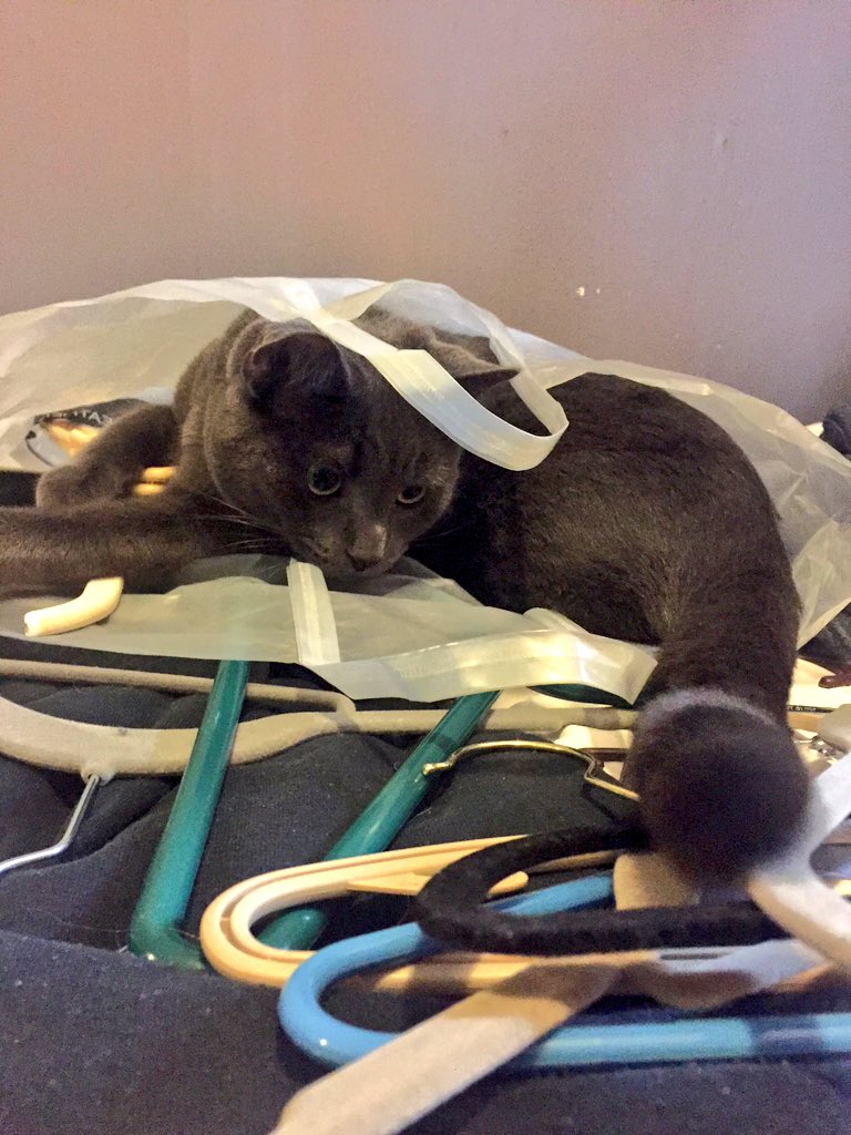 dougwiththingss's tweet photo. Doug lending a helping paw https://t.co/B4rAGaQlt2
