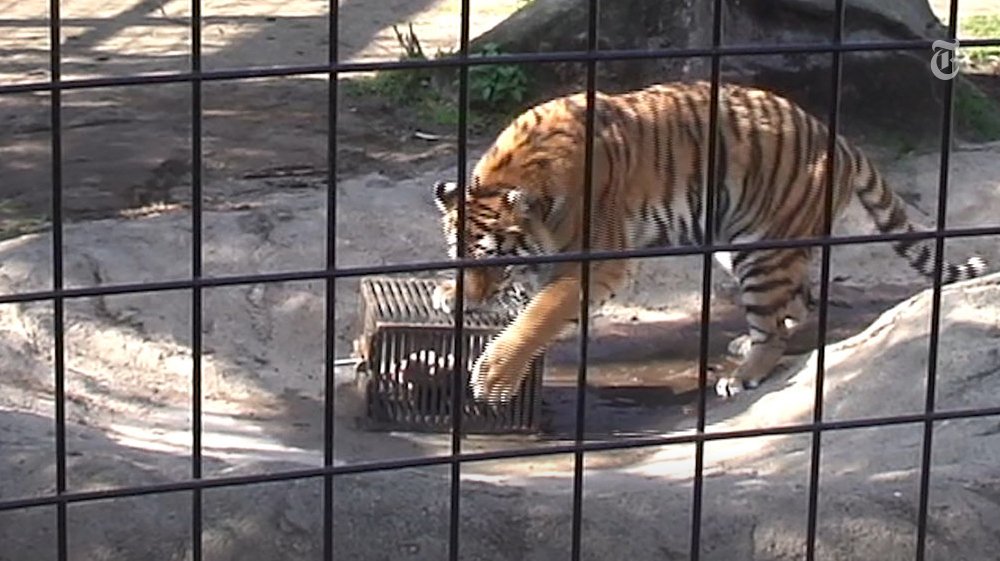 NYT Science tweet media