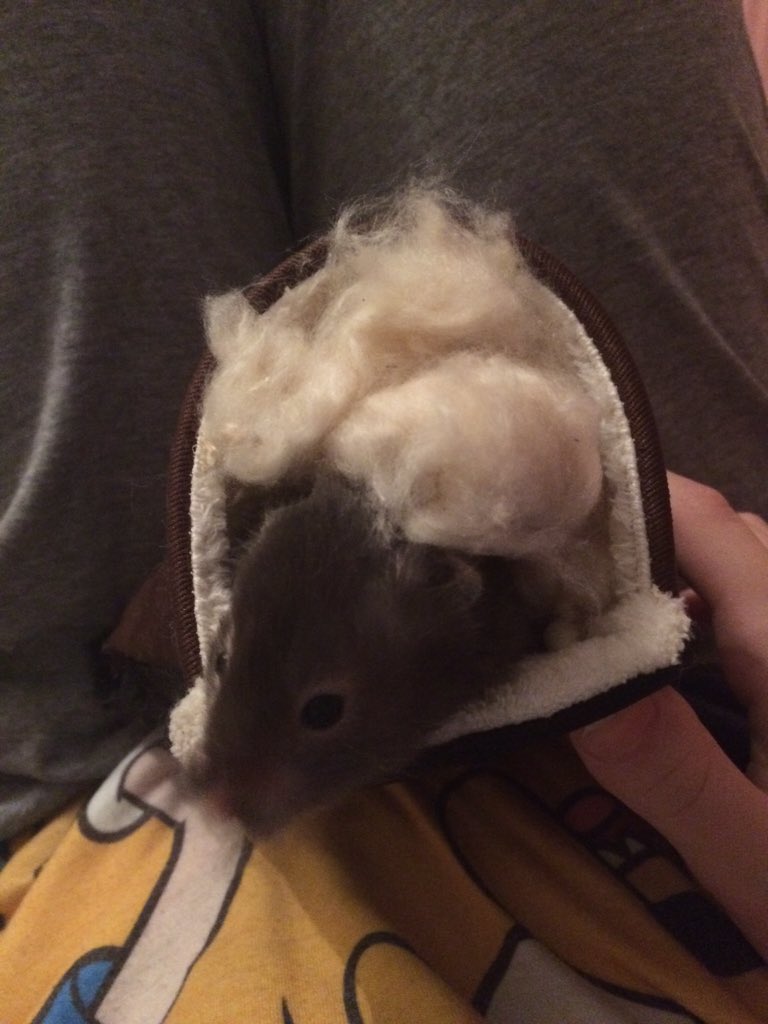 TweekyTweaky's tweet photo. //Online vibes ft angry hamster escaping from his fluff pocket. https://t.co/Opc2HLH8s7