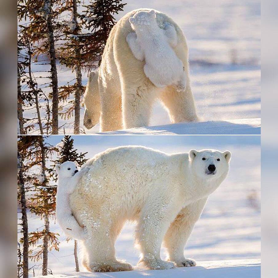 jumblezoo's tweet photo. Polar bear baby holding on to its mum #wildlife #cute #animals #PolarBear https://t.co/jqg3HRAYuO