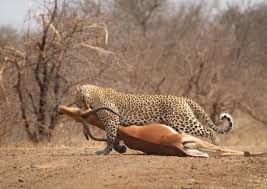 Check out what luxury lodges do to help local communities. rhinoshuttles.co.za/game-lodges-gi…