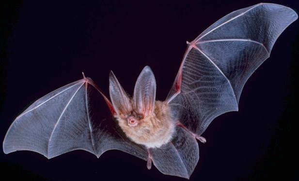 iBats offers a free app that records, geo-locates, and uploads #bat vocalizations! #future buff.ly/1nucIaM