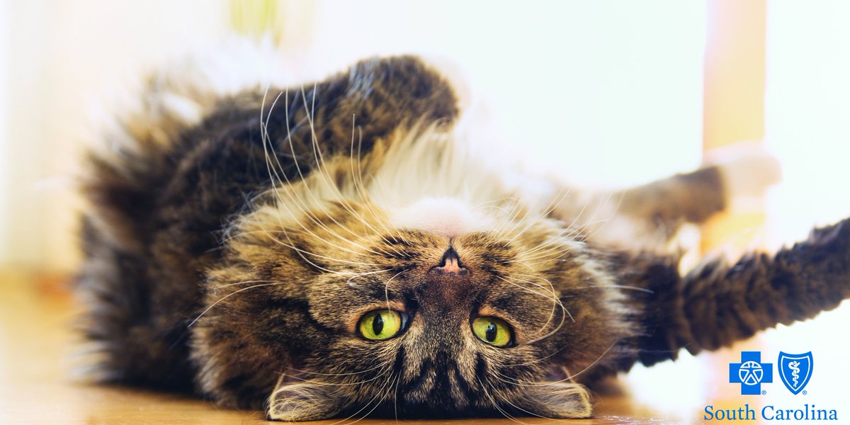 bcbssc's tweet photo. You don’t have 9 lives. Live healthy, and make the most of the one you have. https://t.co/Zgol3enf6O. https://t.co/WyNjg9uXdQ