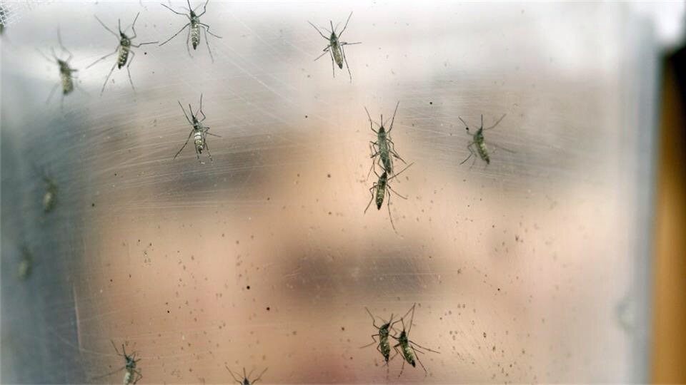 WHO: Zika virus to spread to much of Americas <a href="/AJEnglish/">Al Jazeera English</a> aje.io/ewrr