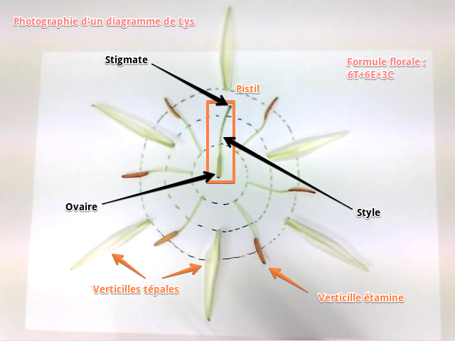 XiangLouise's tweet photo. Photographie d'un diagramme d'un Lys #FloraTS2015 #TSbzzz https://t.co/Mlr34NHSaB