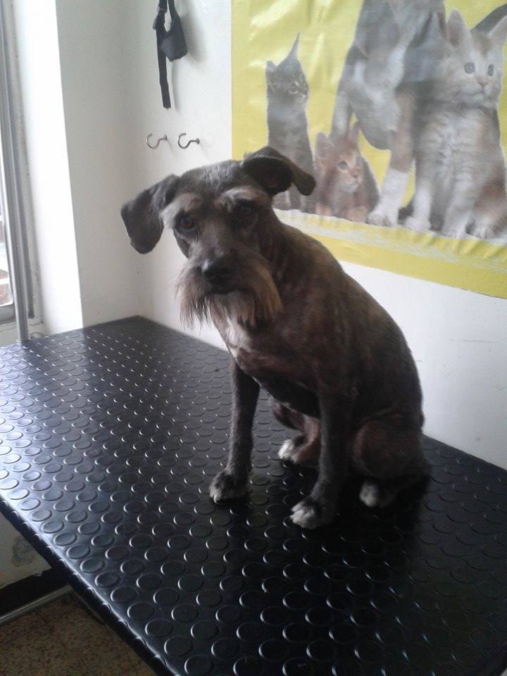 PetsanaVet's tweet photo. #bostezo #Petsana #Peluquería https://t.co/HfK5Udyxn2
