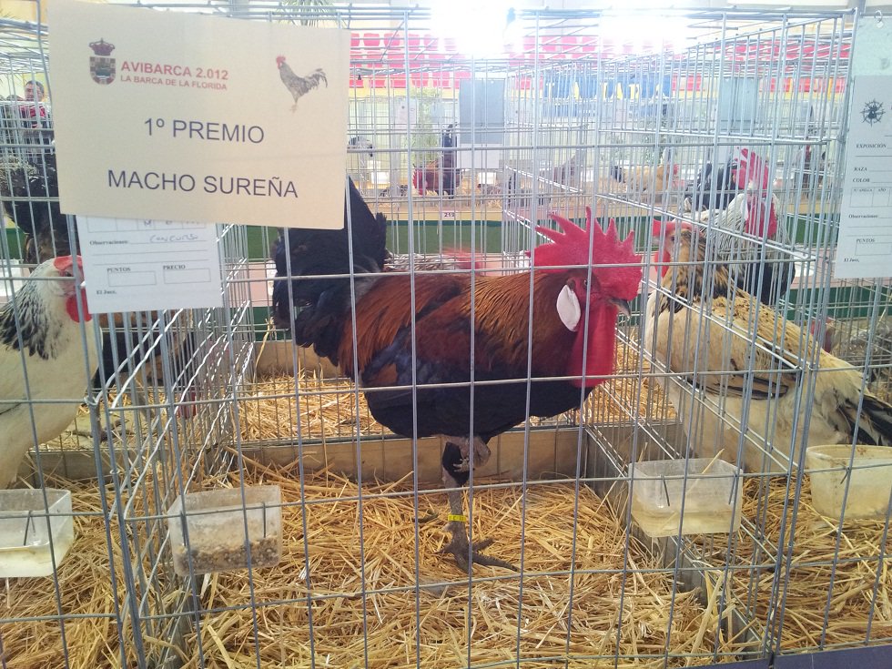 lavozdelsures's tweet photo. Gallos, gallinas y otras aves para atraer a más de 5.000 visitantes a Avibarca https://t.co/iUXhgzAaaW #Jerez https://t.co/DU3BG7ln2G