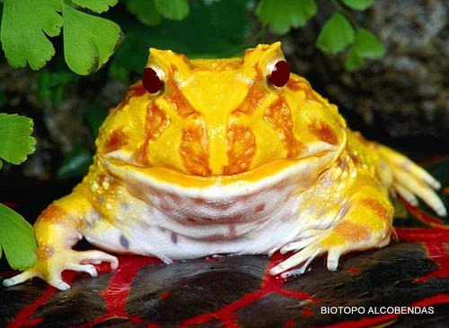 BiotopoMascotas's tweet image. Os mostramos a nuestra rana PACMAN comiendo el aperitivo

biotopo.net/rana-pac-man-c…