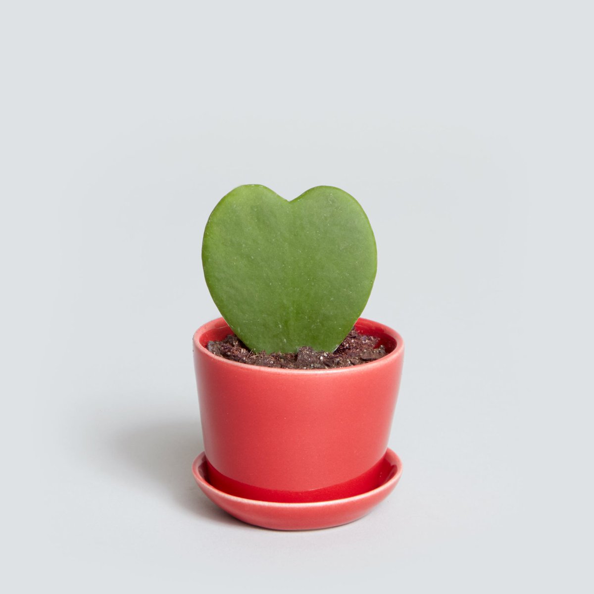 TheSill's tweet photo. Because #ValentinesDay is just around the corner... https://t.co/NTR8cCWvRf <3 #SendALike #MadeinUSA #ShopLocal https://t.co/0avK2b0RRJ