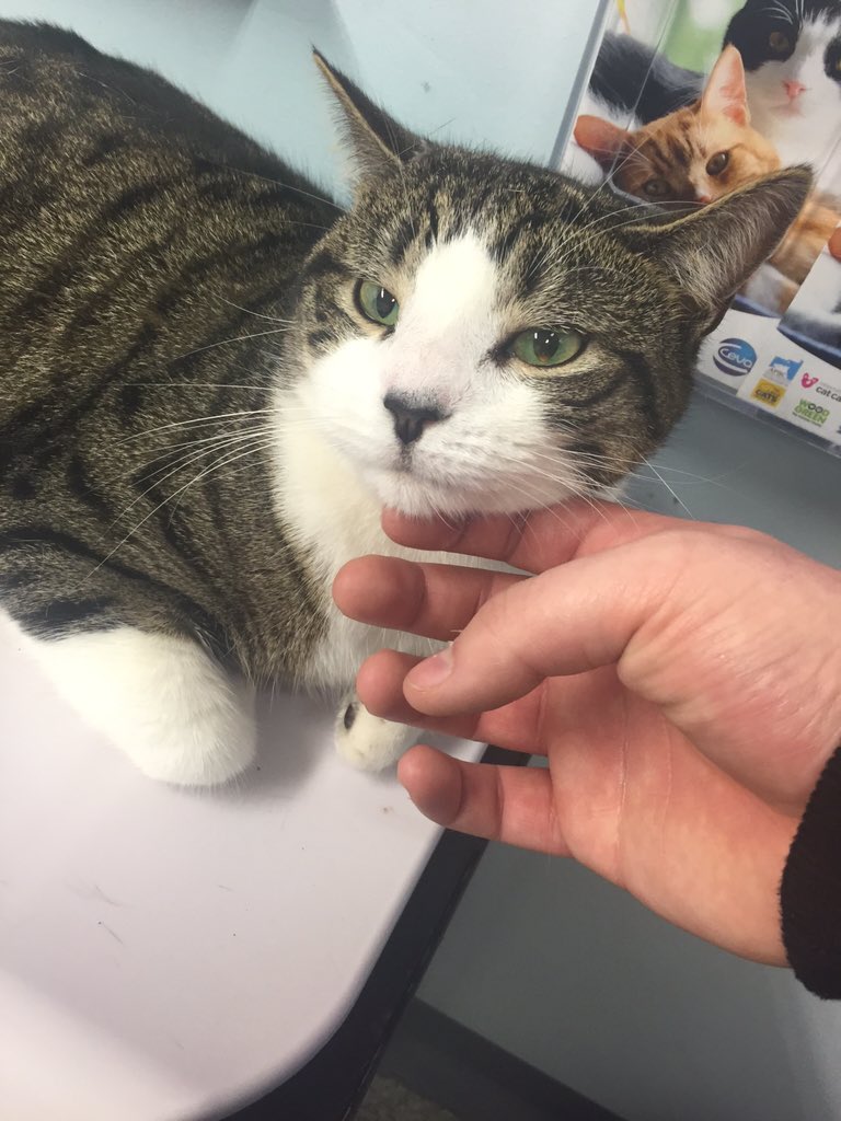 cleggyboy4's tweet photo. My boy before his operation! #getwellsoonbruce ❤️ https://t.co/UCRaFNAFJj