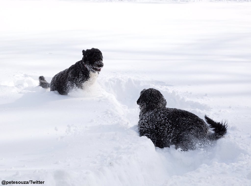 ABC's tweet image. Bo and Sunny play in the Rose Garden after #blizzard2016 dumped 17.9 inches of snow in D.C. abcn.ws/1Nuk82h