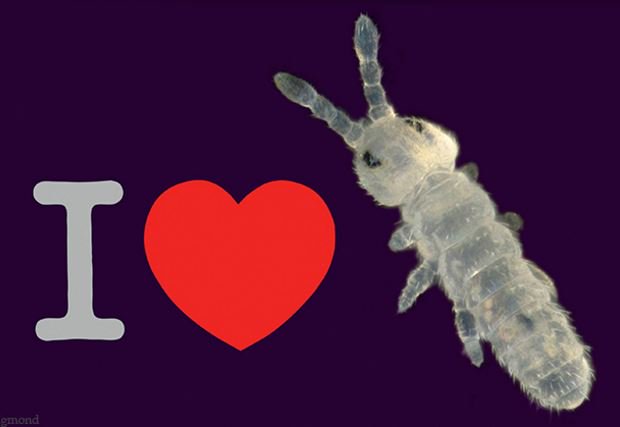 Doneer voor een film over het bodemleven. bit.ly/1OKi8H6