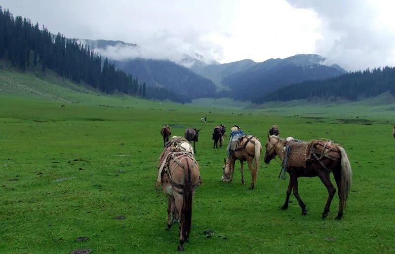 nomanzahoor1411's tweet photo. #BringTourismBackInPak
Leepa Valley  #Azad_Kashmir https://t.co/L4D6t88q7n