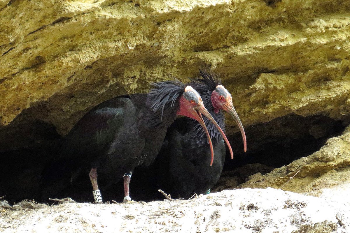 al_neur's tweet photo. Aprendiendo un poco de #aves  me han gustado mucho el Ibis Eremita y el martín pescador https://t.co/IlyYV3FwMU https://t.co/tjxb2Us8Uz