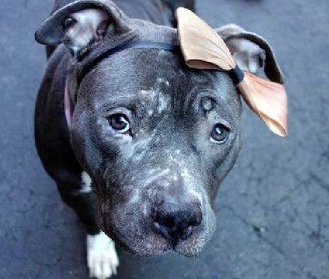 Thisdogslifeco's tweet image. NYC Organization Launches Program to Help Overlooked Dogs Get Fostered cc: @FosterDogsNYC thisdogslife.co/helping-the-un…