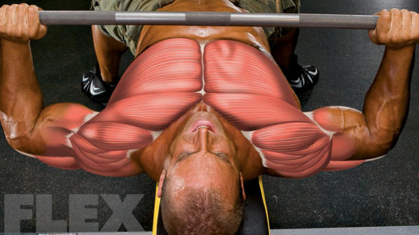 FLEX_Magazine's tweet photo. A step-by-step guide to bench pressing for a massive chest: https://t.co/YRf3eQyLAF https://t.co/jmO5pQDcdW