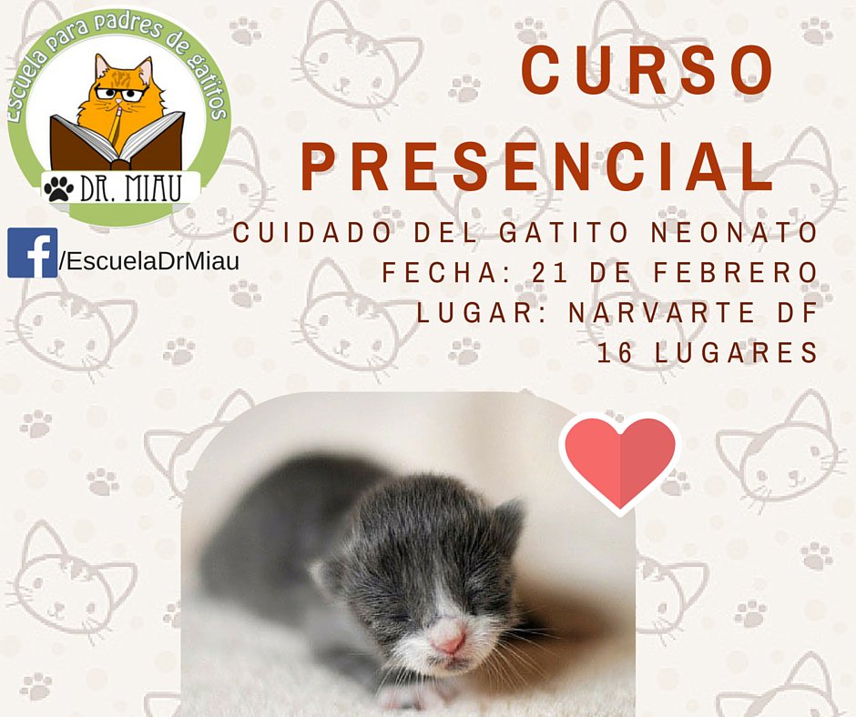 DocMiau's tweet photo. CURSO cuidado de neonatos info aca https://t.co/y600JpaRM5 https://t.co/U5Aq1oepo3