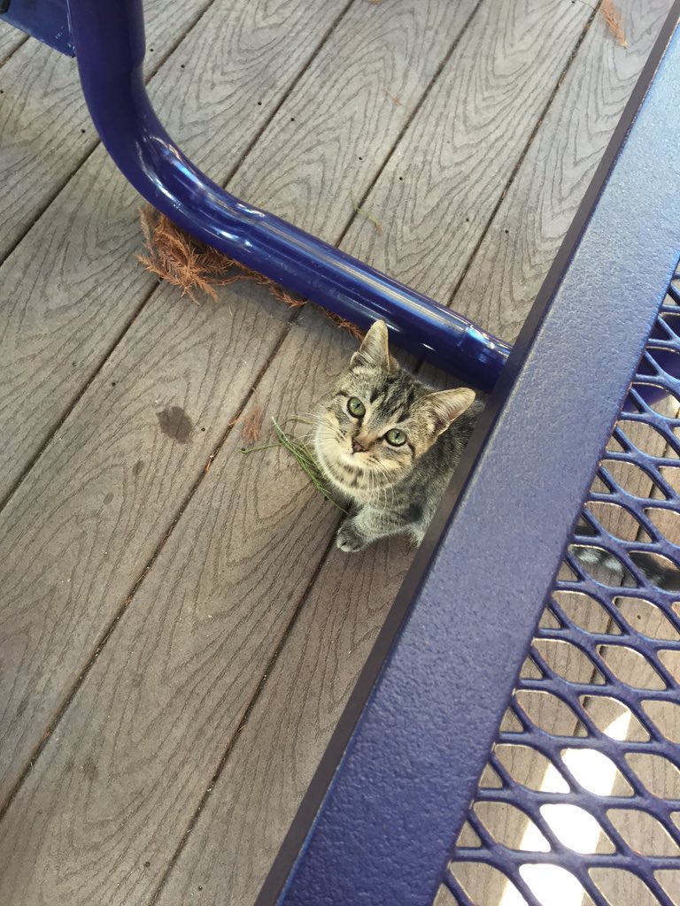 gabyramosmata's tweet photo. IMPORTANT: ACU's school spirit is so strong, "wild" cats actually roam freely on campus. #JMC367 #theACUdifference https://t.co/OiHa9kxczv