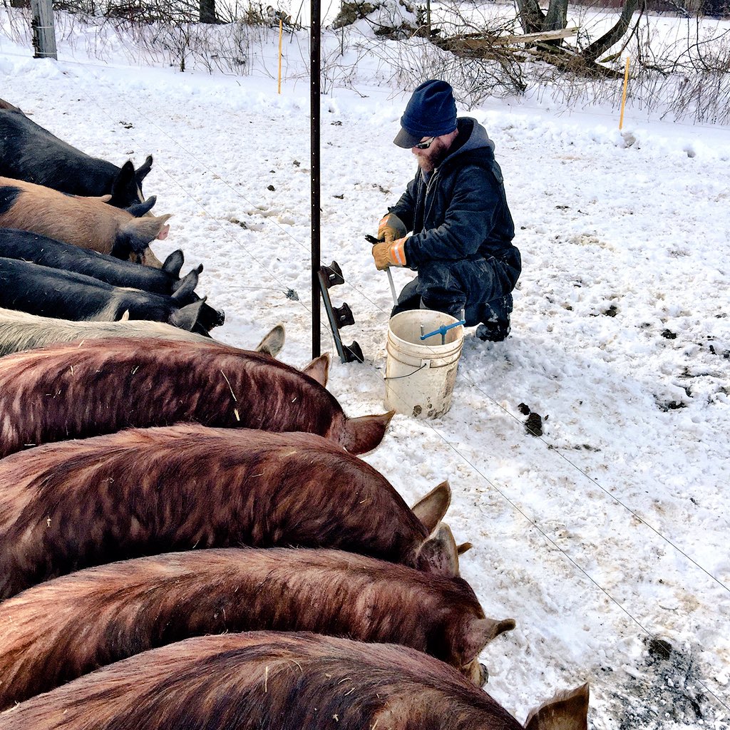 Forget ducks in a row! How about all your #pigs in a row! Working on #farm fencing with the supervisors #pasturepork