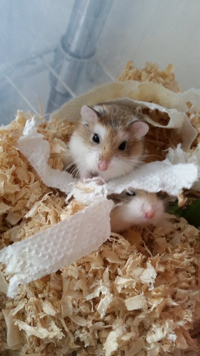 某妹とかまいこ tweet media