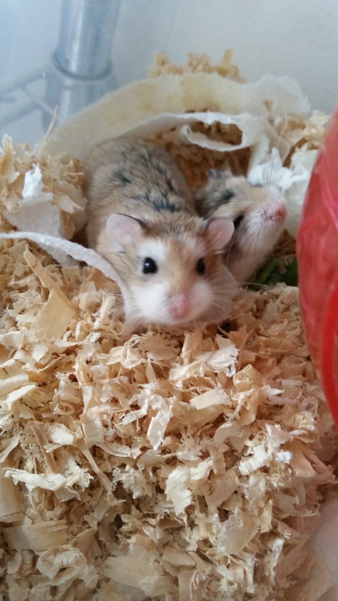 某妹とかまいこ tweet media