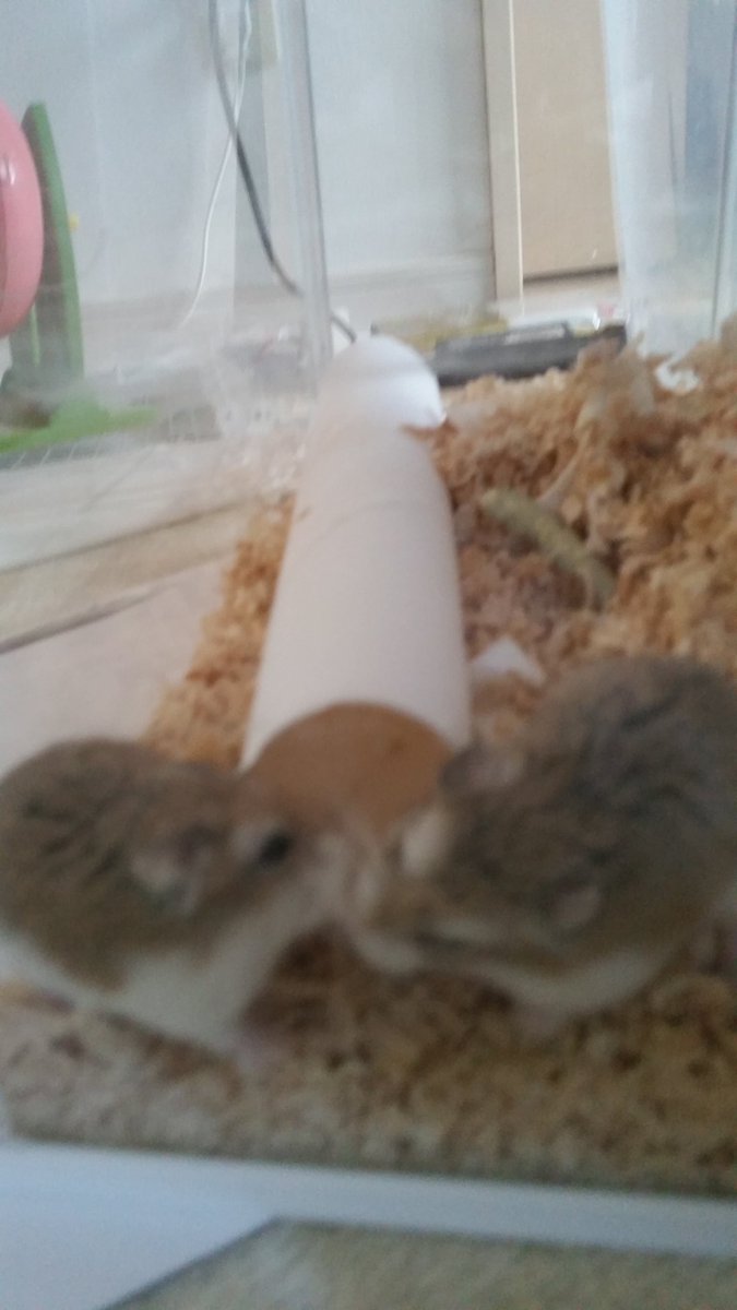 某妹とかまいこ tweet media