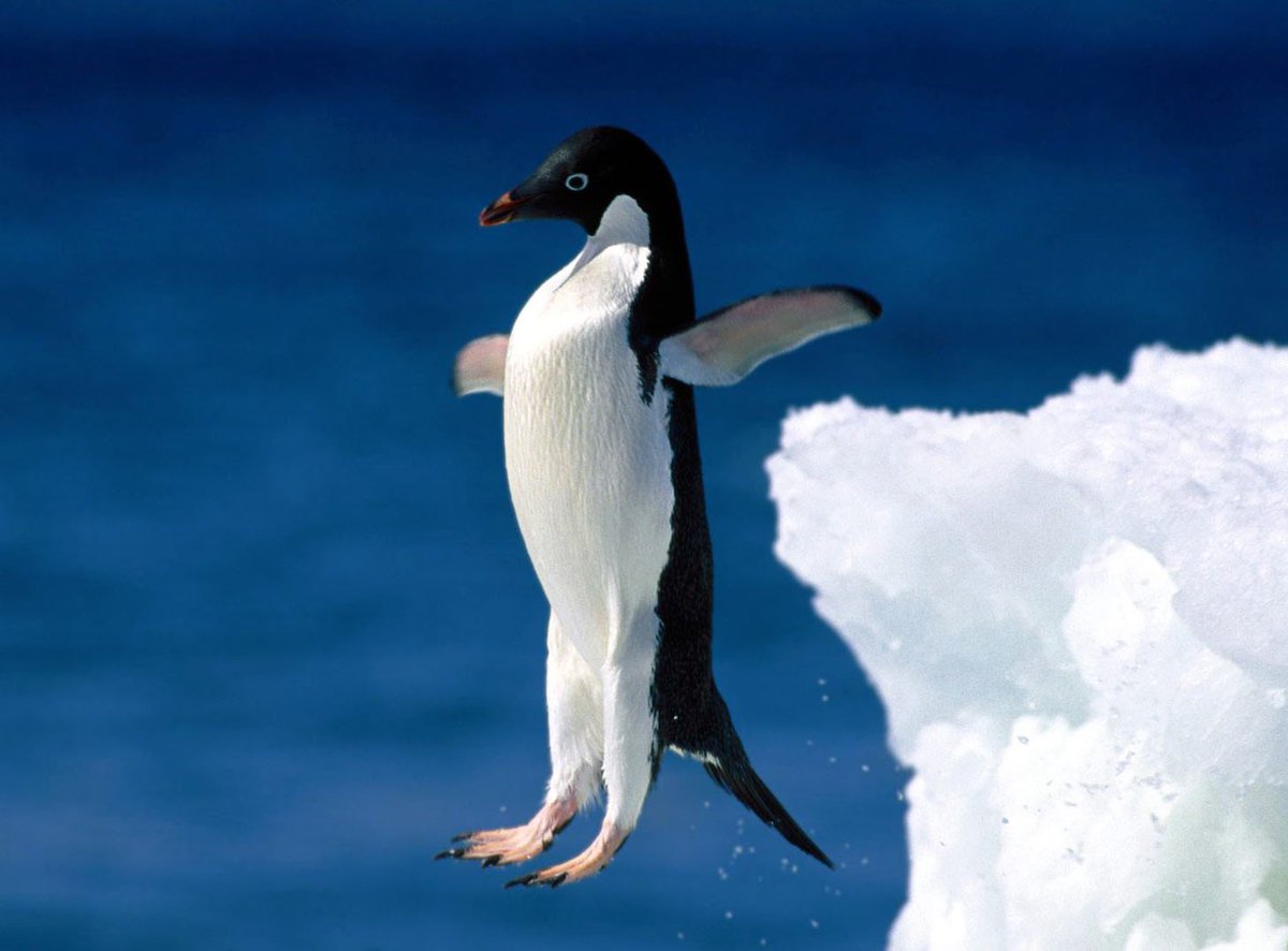 DFW Emergency Ice tweet media