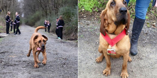 BuzzFeed's tweet photo. This dog accidentally ran a half-marathon and placed seventh https://t.co/BLb7FnKAlx https://t.co/x1Kp1i38nt