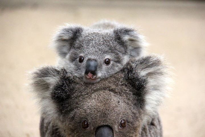 tarongazoo's tweet image. Happy Australia Day from this furry family and all your friends at Taronga!