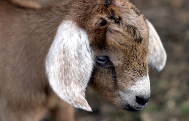 therandomgoat's tweet photo. When I hear all this talk of goats vs when I realize it's just football 🐐 https://t.co/ZoYcpEzdX1