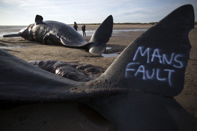 IFLScience's tweet photo. Five dead sperm whales have been found on the UK coast. Two were desecrated by vandals: https://t.co/5JgAIzyPbb https://t.co/YK2xXtGr2X