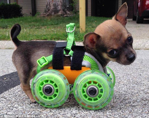 This little guy was born without legs but he's still chugging. Never give up. #mondaymotivation