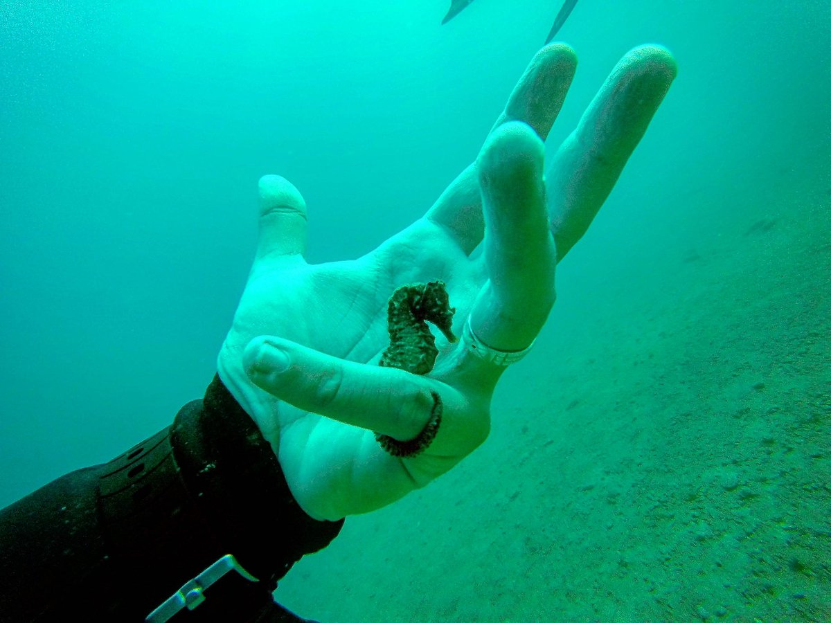 When seahorses find a mate, they wrap their tails around each other. They'll be together for the rest of their lives