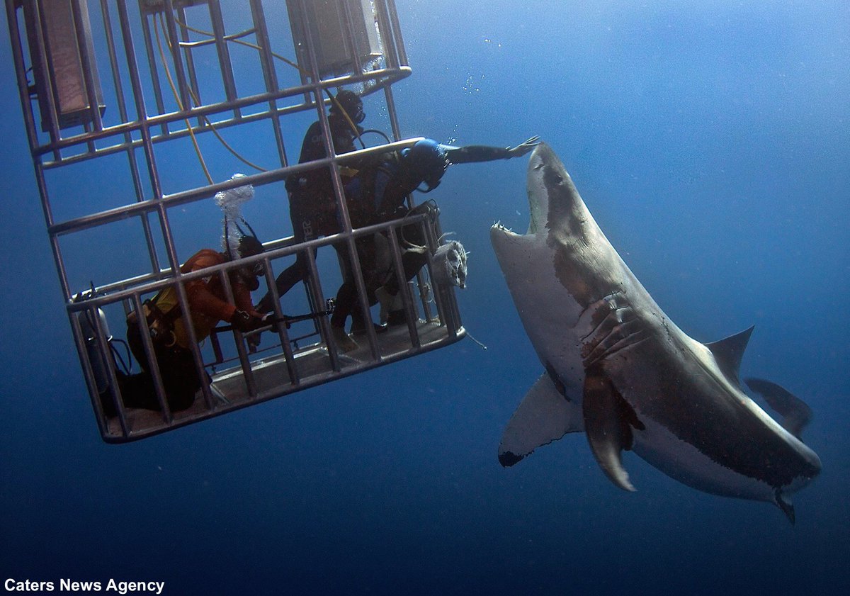 FoundV's tweet image. "@ABC: Diver touches great white shark on the nose as fellow diver holds out bait: abcn.ws/1lLRBPa https://t.co/dHfJTs6EI8"#crazya*s