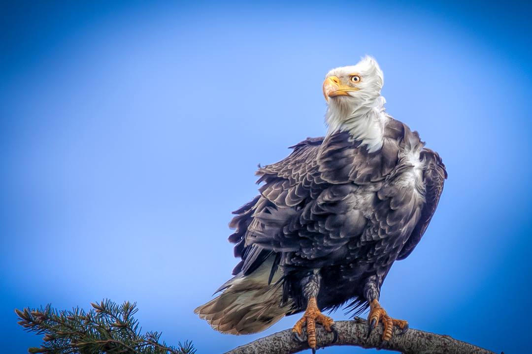 Wild, majestic and free. Put wildlife viewing in #Sooke on your list for 2016 
N. Collins Photo