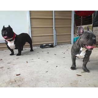 Frenchie_Cute's tweet photo. #Bonsai &amp; #DonPeso #americanbully #microexotic #frenchbulldog https://t.co/jGFUpUIWIB https://t.co/P2wfuQd3I4