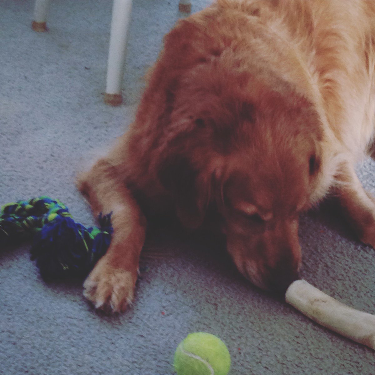 heathergen2Lman's tweet photo. Poor Pup!! Can’t decide which toy he wants most!! #IGetThat #CrushMonday https://t.co/JLtpbmVZ0n