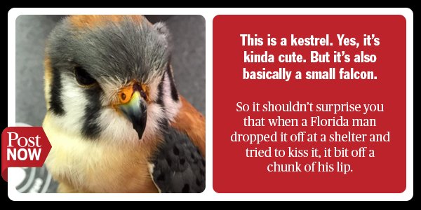 PBPostNOW's tweet image. So a #FloridaMan tried to kiss this little guy goodbye. It did not go well for him.