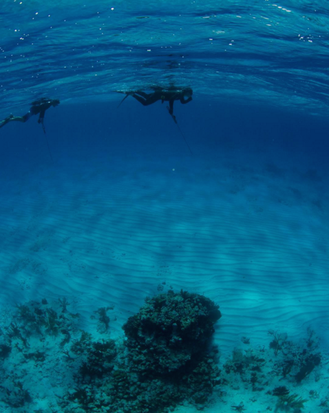 OutIslands's tweet photo. There's a whole world underneath the surface, this is the perfect place to explore. Photo: errolputignafreediving https://t.co/5LSbKwt1tl
