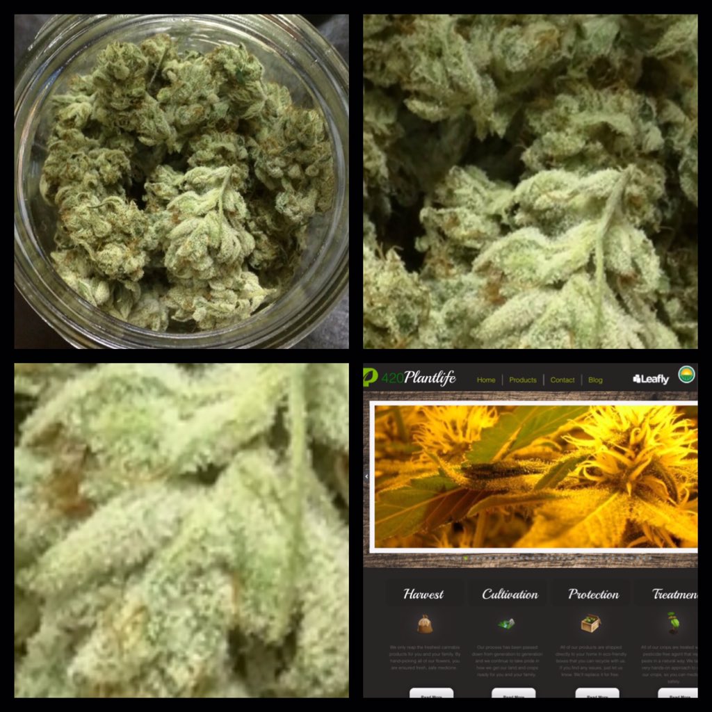 420plantlife's tweet photo. https://t.co/MKEhQQKycQ