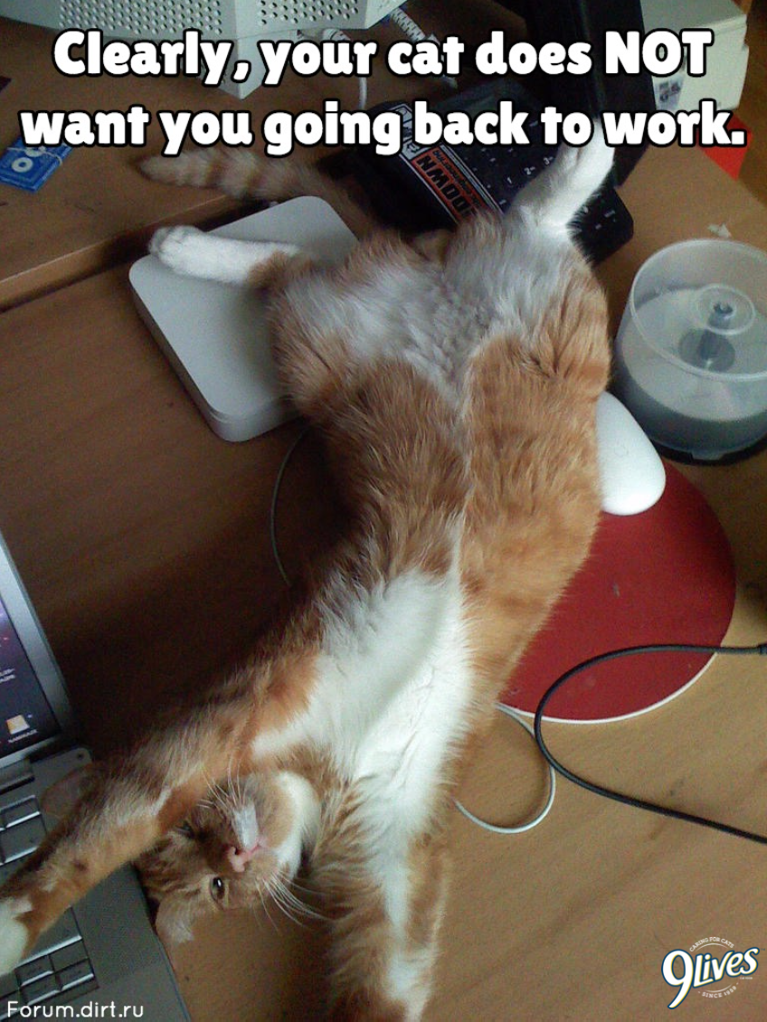 Morris The 9lives Cat It S Monday Again Cats Work Lazy Catsoftwitter Morrisapproved 9lives Catnut Sprawl Belly Catmeme Cute T Co F2ihbe7k4w Twitter