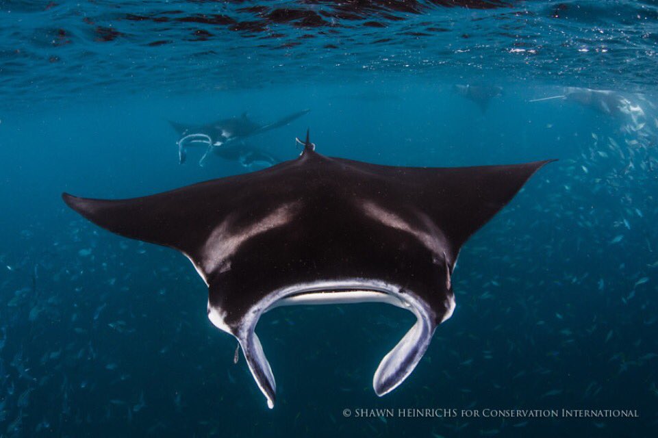 shawnheinrichs tweet picture