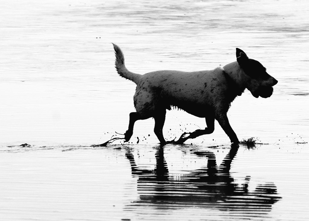 Mud run, Crosby Beach @siriuseyeview @L22_Waterloo @Lpool_Pics_2013 @CrosbyLakeside @inmylivpoolhome