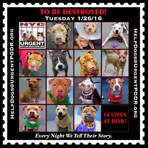 UrgentPart2's tweet photo. TO BE DESTROYED 01/26/16 - Please Share!

https://t.co/6HYiqjrRYS https://t.co/1oHdSBojG9