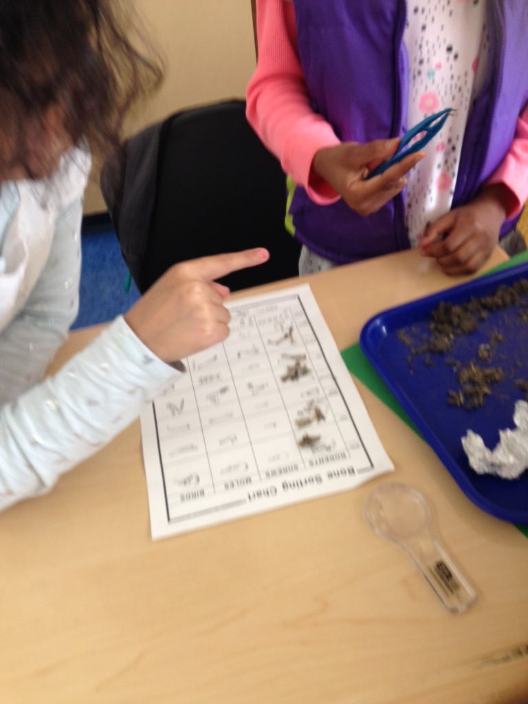 MrsDianeHoy's tweet photo. Sorting bones from owl pellet dissection. https://t.co/q7aiQPPmMp