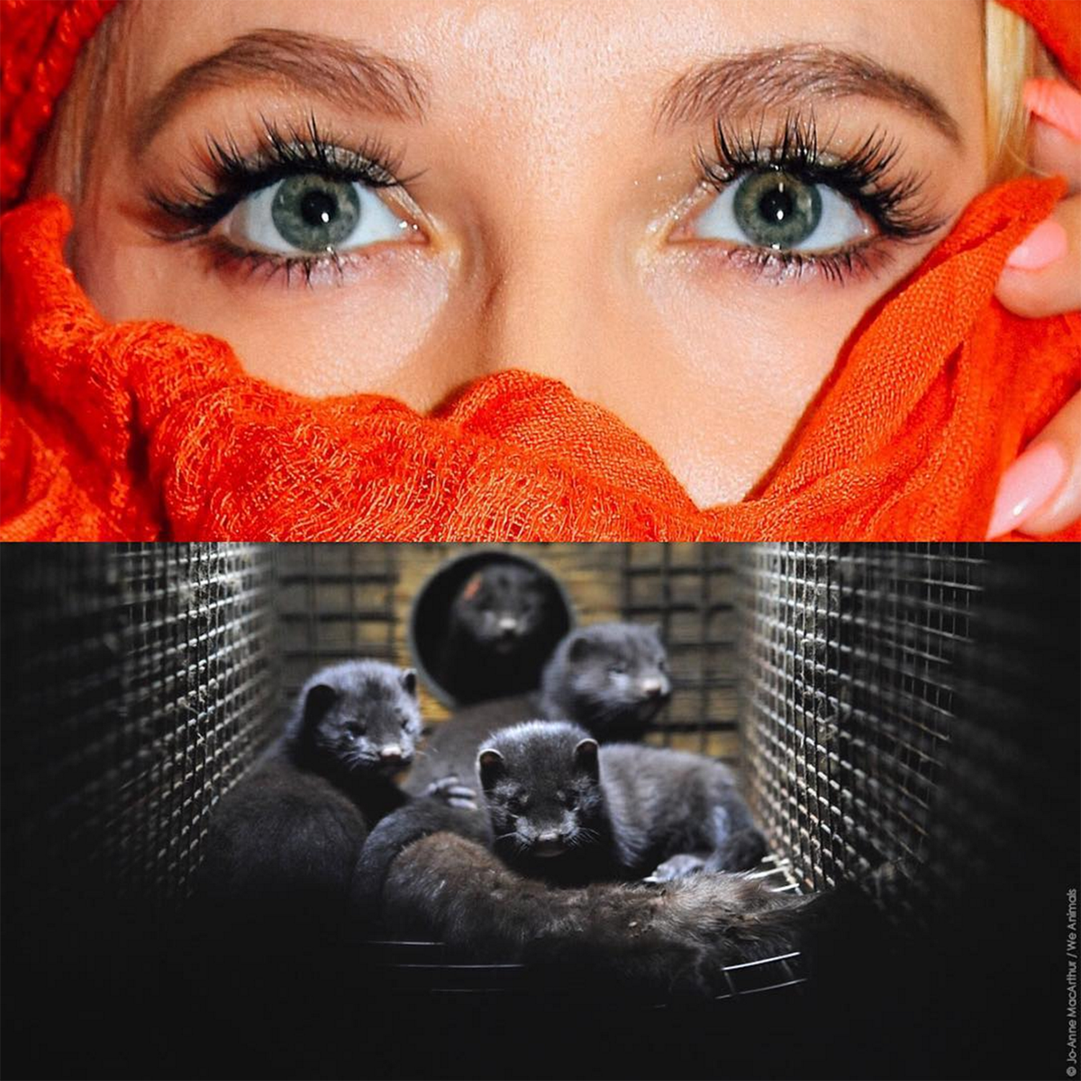 PETA on Twitter: "Fur farmers use the cheapest killing methods ...