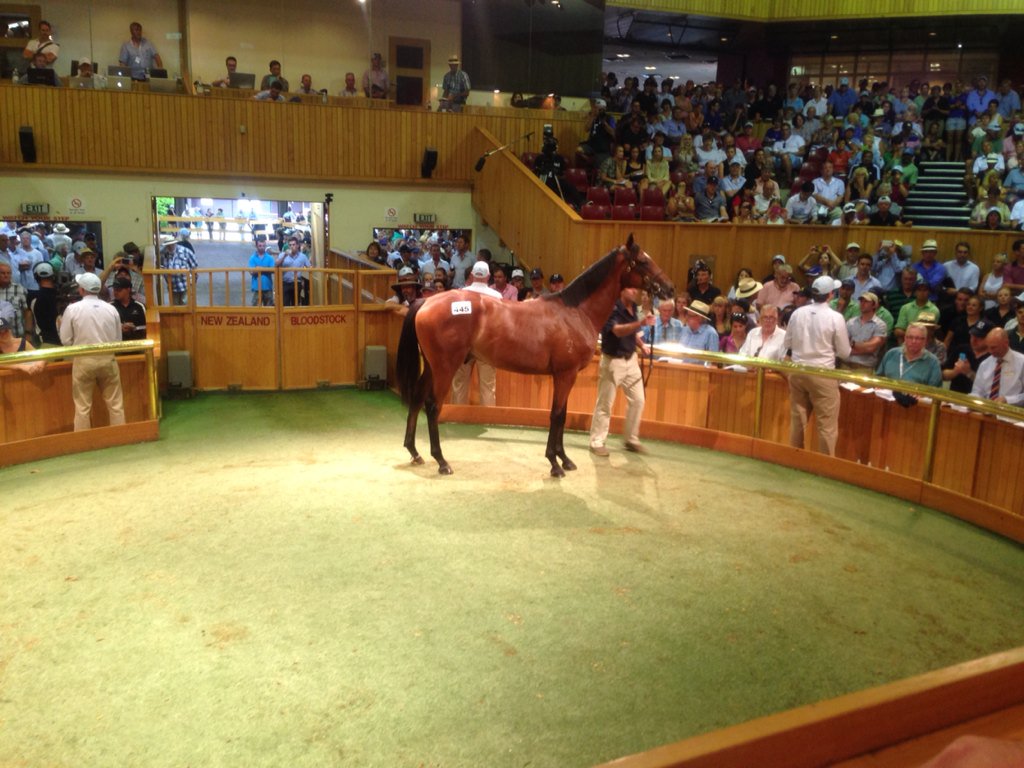 KarakaChat's tweet photo. RT @Haynsie75: Frankel x Our Echezeaux colt @PencarrowStud sells $1.3million @KarakaChat #limitededition #goodcolt https://t.co/oPQqXBQhl5