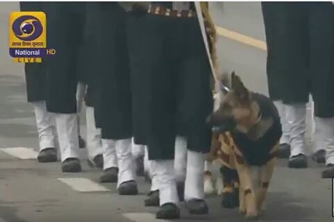 MsKaushik_'s tweet image. Our four-legged soldiers participated after 26 years 😊
#DogSquad #ArmyDogs #RepublicDay